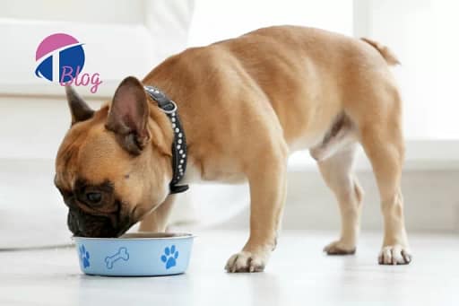 10 alimentos que seu cachorro não deve comer.